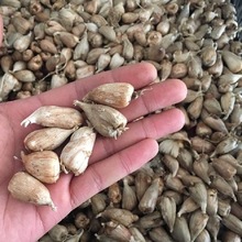 香雪兰种球多年生   四球季根易种盆栽植物香雪兰种子按斤批发