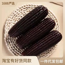 玉米10棒精选东北糯玉米混合黑白黄玉米玉米棒批发整箱独立包装