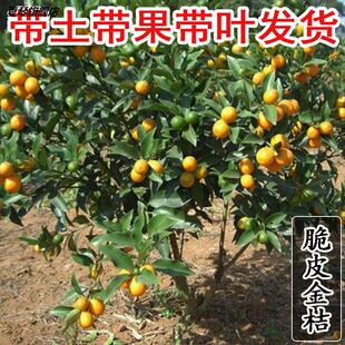 �����Ƥ�ۻ�Ƥ�����l�����޽�����X���������Ә��箔��Y��