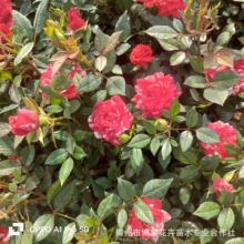 ΢��õ�廨�������ļ��_��õ�廨�r�����l��ɫ�r��Gֲ�ʯõ��