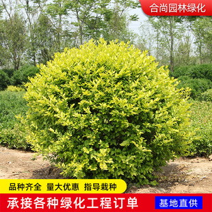 ���~Ůؑ�����l�����@��ɫ�K�G�hֲ��G����ľ���~Ůؑ���~Ůؑ��