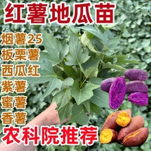 �r��Ժ���]��Ʒ�������t�����矟��25̖�������������ع�Ó������