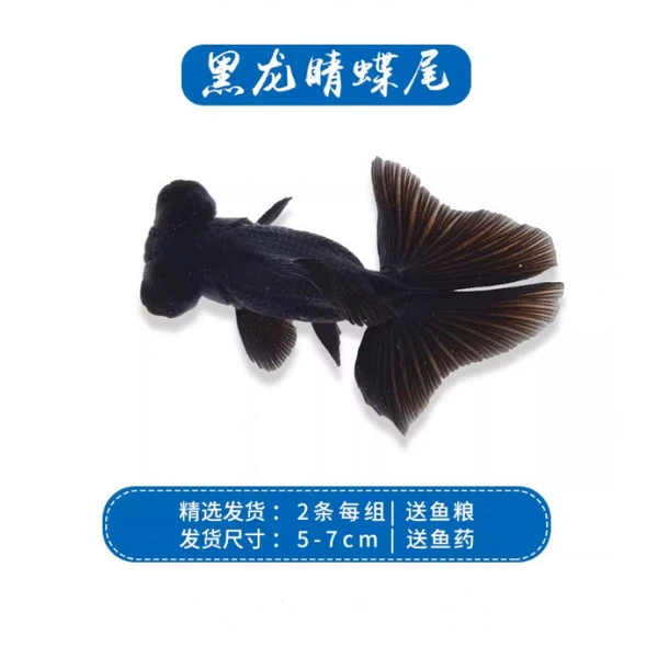 [2条黑龙睛蝶尾5-7]