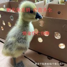 狮头鹅活正宗汕头特大种狮头潮汕纯种狮头鹅活双下巴包活