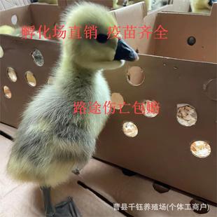 �{�^�Z���������^�ش�N�{�^���Ǽ��N�{�^�Z���p�°Ͱ���