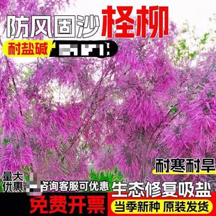 �t���N���ͺ����}�|�����f�����Lɳ��Į�G�����B�ޏ���Դֲ�����