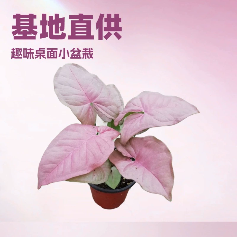 База-производитель поставляет небольшие зеленые растения для офисных столов, красные и розовые декоративные растения, красный таро-бабочка и другие декоративные растения оптом.