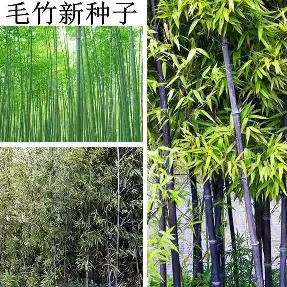 散装大型毛竹种子批发生长快江南竹茅竹楠竹黄竹食用竹笋竹子种子
