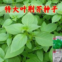 河南特大叶荆芥种子罗勒佐料香料荆芥菜籽蔬菜籽线蔬菜种子大全