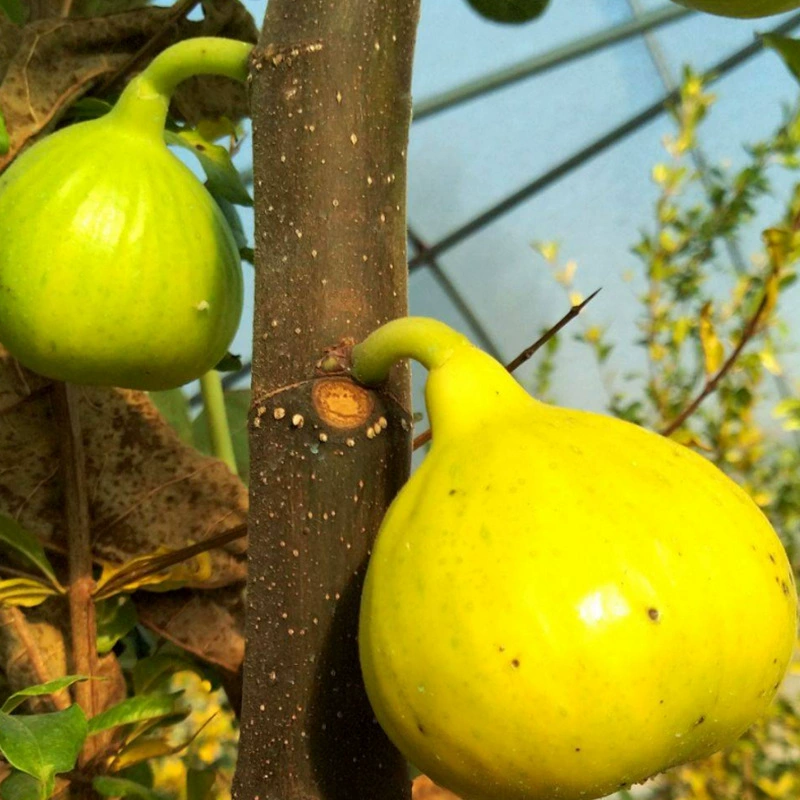 Оптовая продажа смоковника саженцы можно посадить в горшке