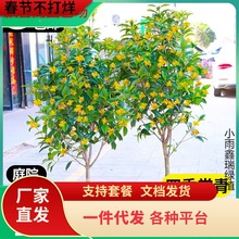 һ�����l�𻨘�������S��𵤹�ͥԺ���̈́e����������ֲ���ͺ���