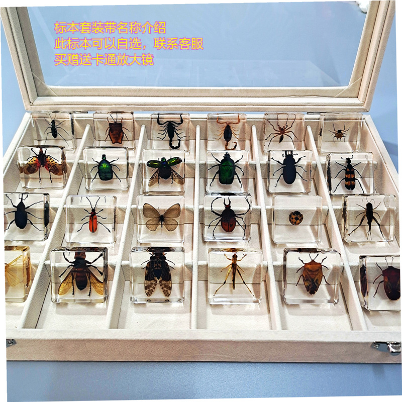 정사각형 24 옵션 선물 상자 돋보기