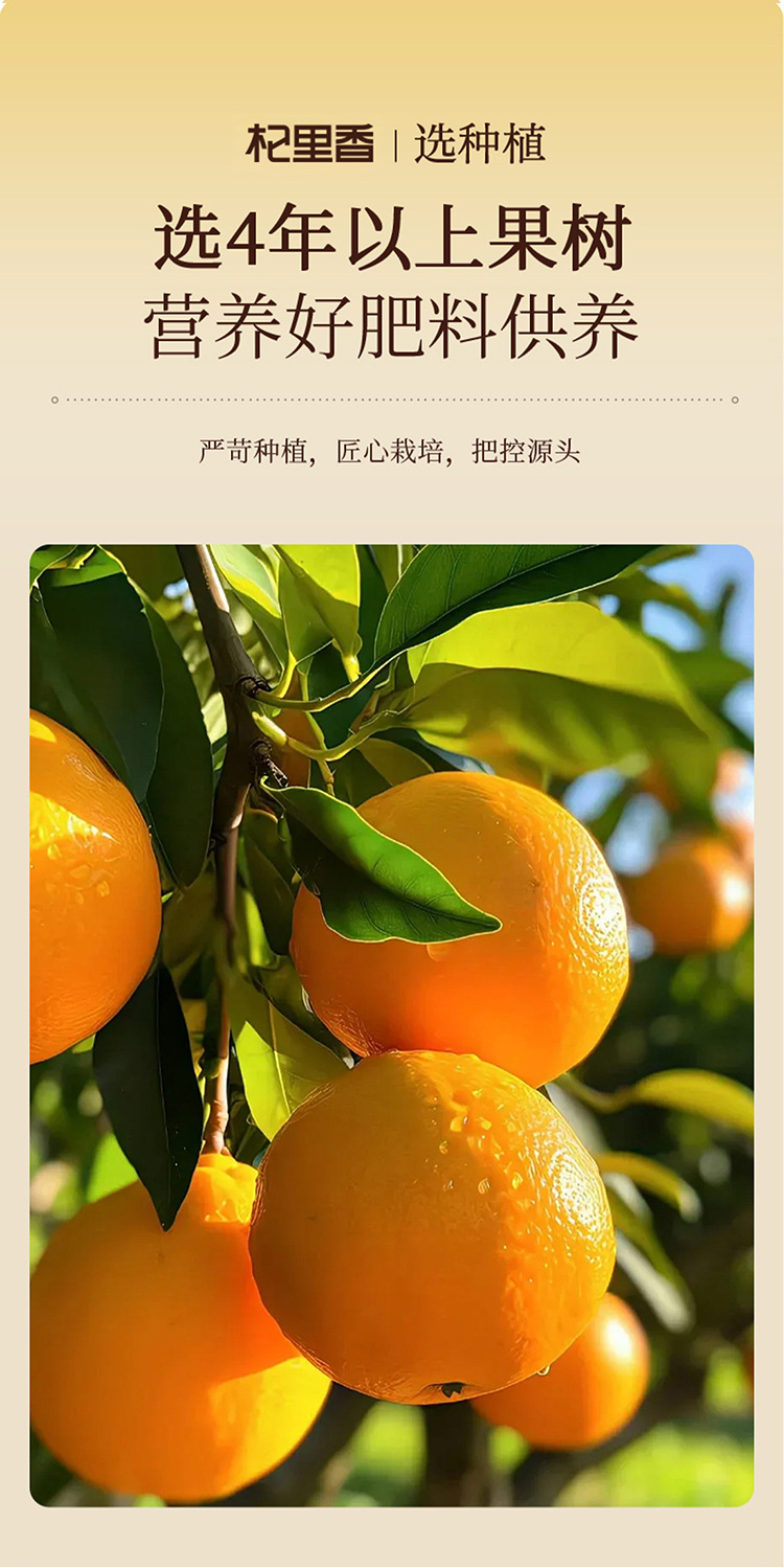 Dried Aged Tangerine Peel Chenpi 45g Bottle Guangdong Red Peel Herbal Tea key features