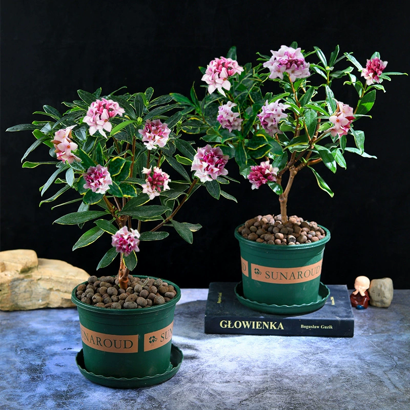 Рододендрон в горшке с ароматным цветением, старый сучок в помещении, декоративное растение для гостиной, морозостойкий цветок, цветет в любое время года.