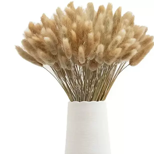 源头厂家潘帕斯草兔尾草干花真花狗尾草时髦的植物兔尾草干花花束