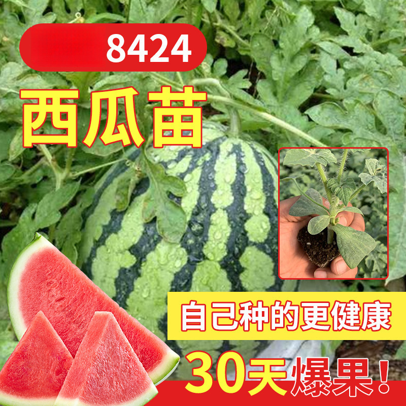 西瓜苗8424麒麟嫁接苗懒汉无籽西瓜秧四季南方阳台种植盆栽蔬菜苗