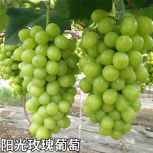 ���ј��m�ش�޷�����������ꖹ�õ�����ј��籱�Ϸ��Nֲ�������