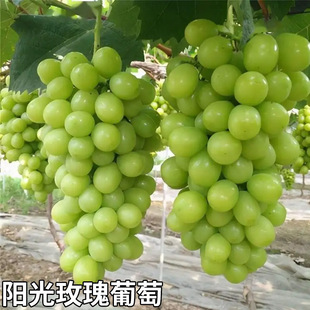 ���ј��m�ش�޷�����������ꖹ�õ�����ј��籱�Ϸ��Nֲ�������