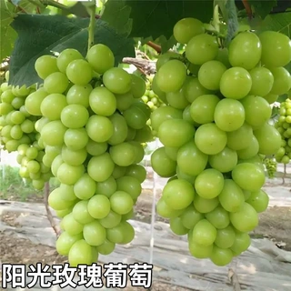 葡萄树苖特大巨峰葡萄苗爬藤阳光玫瑰葡萄树苗北南方种植果树果苗
