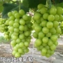 南方特大种植葡萄葡萄苗