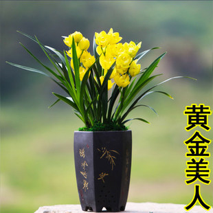 [Золотая красавица] саженцы орхидеи горшечные растения