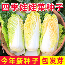 �Ϝ����޲˾S��˹�S��С�ײ˻�偲˴����r��ͥԺ�����޲˷N�Ӵ�ȫ