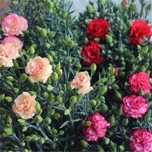 ذ꿵ܰNļN׻׻̨҃⻨ѻܷN