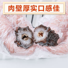 纯大连野生即食海参速食土耳其米刺非淡干辽参刺参新鲜海渗单只装