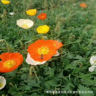 �����˱���ɽ�|���ݴ������������˻������ֱ�l����r���ɻ��ʸ�