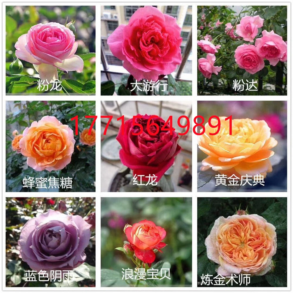 Рассада розы с бутонами цветов Просмотр цветов Зеленое растение Крытый балкон Большой цветок Роза Четыре сезонных цветения