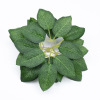 Factory spot Six Bulk Silk Seal Rose Leaf Flower Flower Insert Rose Decoration Leaf Simulation Shooting Bone Leaf