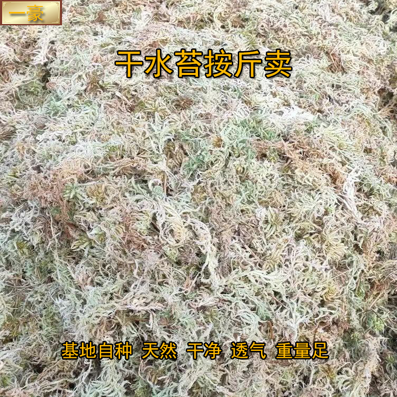 优质干水苔蝴蝶兰花专用花盆绿植苔藓天然无菌营养土盆栽宠物垫材