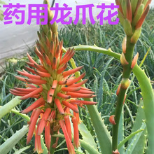 �ձ�ľ���J�Cֲ��������צ���J�C������צʳ��ș���J�C�r�~Ƭ����