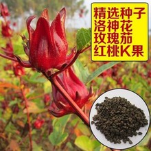 洛神花種子 食用紅桃K種子玫瑰茄陽台盆栽景觀花卉食用洛神花種子