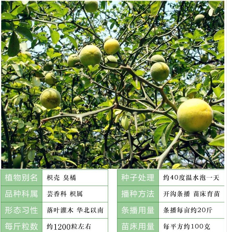 新采枸橘种子枳壳种子枸桔红橘橘子柑橘香橙脐橙籽嫁接砧木树种子-阿里巴巴