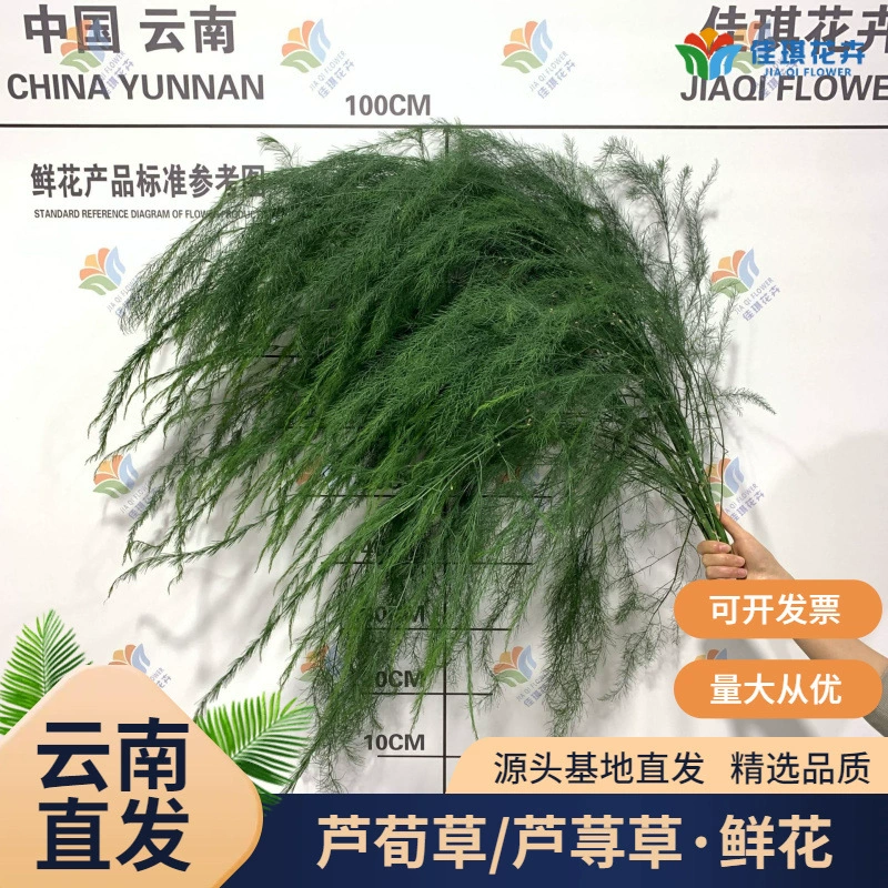 Свежие листья аспарагуса, цветы для свадеб на открытом воздухе, флористические материалы в лесном стиле для свадеб, аспарагус, трава аспарагуса, трава «драконья борода» для DIY-декораций.