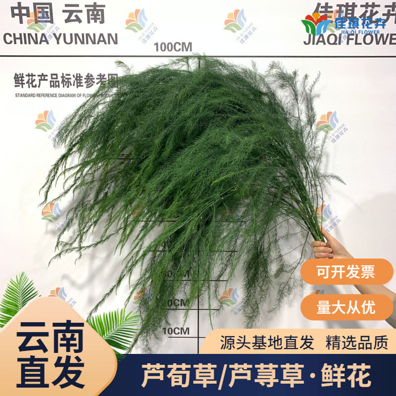 Fresh Asparagus Grass Leaves, Flowers for Outdoor Weddings, Forest-Style Wedding Floral Materials, Asparagus, Asparagus Grass, DIY Dragon Whisker Grass