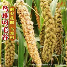 �B����ճ����ӷN�ӹ���ճ�㿹�B��ᄾư�����ŴС���׷N��ճ�׷N