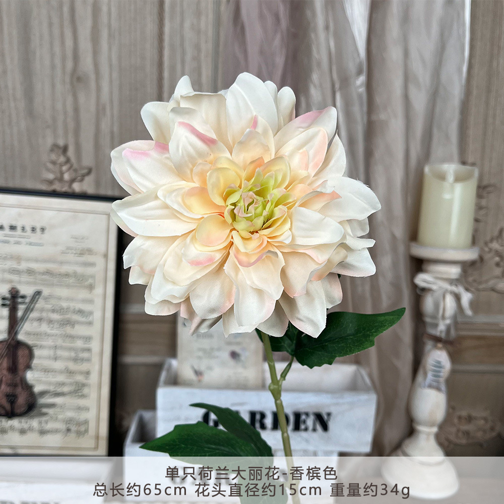 TY 单支荷兰大丽花--香槟