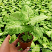 �S��ͯ�ӺϹ���G���`��ɫ��������͟��҃Ȼ��������辰�쾰�b�