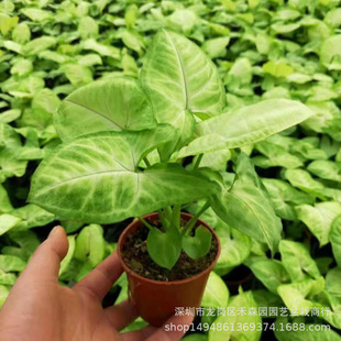 �S��ͯ�ӺϹ���G���`��ɫ��������͟��҃Ȼ��������辰�쾰�b�