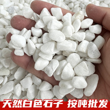 庭院白石子铺地花园铺路白色砾石市政工程园林景观装饰造景白米石