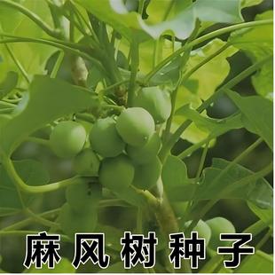 �鯂��N����ľ�N�����L��N�� ͩ�͘�N����Դ����͘� ��ľ�N��