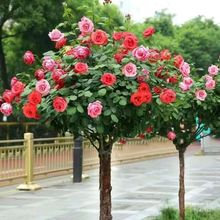 高杆月季树形月季树状月季国月大花特大花浓香型月季花树树桩特大
