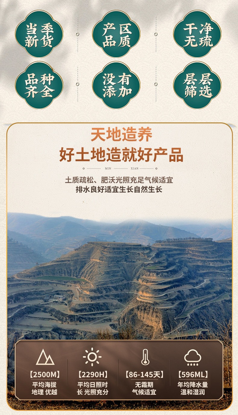 Dried Pine Needle Tea Song Zhen 500g Loose Herbal Tea for Daily Infusions key features