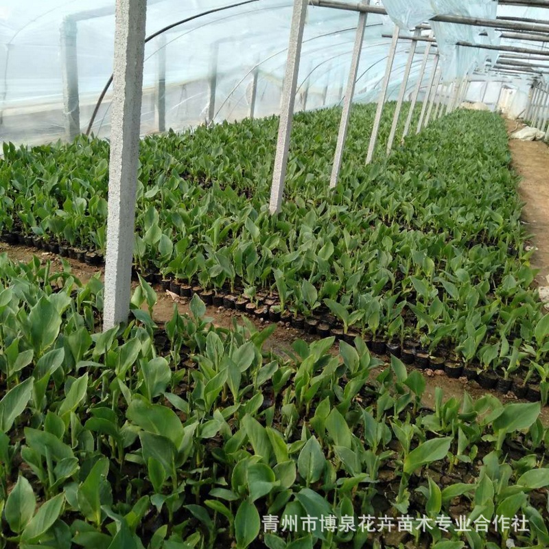 水生鸢尾 青州花卉基地25年基地新花苗木 室外种植用新苗黄菖蒲苗