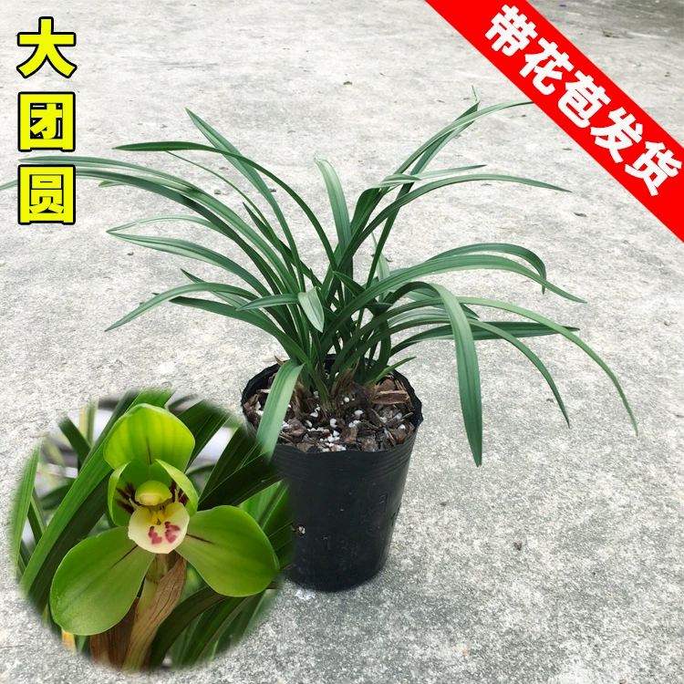 Весенняя Орхидея воссоединение ароматный лепесток лотоса карлик орхидеи офис Крытый балкон спальня зеленое растение Горшечное растение в горшке