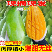 越南玉芒果【高品质】新鲜水果玉芒9/4.5斤热带现摘青黄皮甜芒果