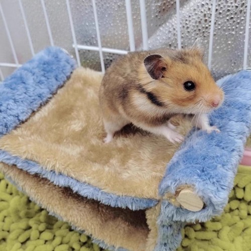 Dutch pig warm hanging bed sugar glider squirrel hammock golden bear chinchilla jumping platform hamster guinea pig hiding supplies