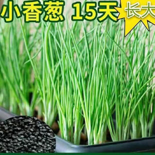 �ļ�С���[�N��С�[�N�������[���߲˷N�����ļ����׷N��С���[��